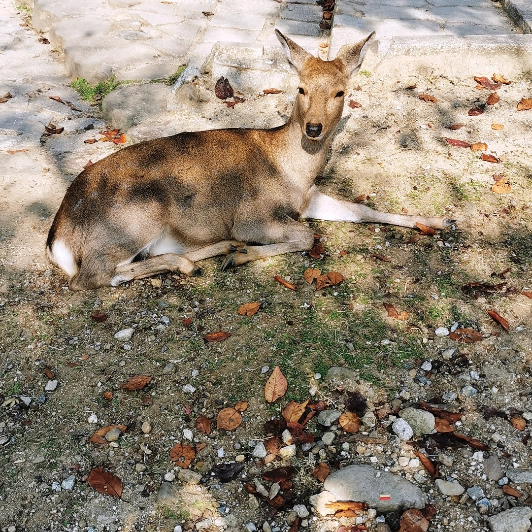 2024_11_japan_nara 79c4f3d06690