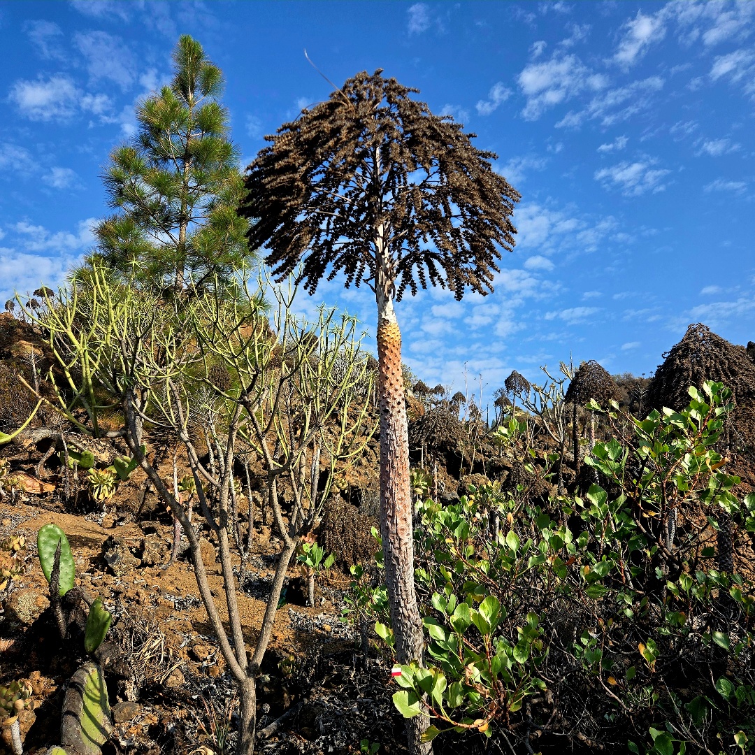 2024_12_spain_tenerife 070b4b56eddf