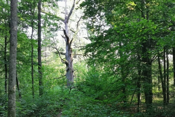 2020_08_poland_bialowieza-forest 68a10d0d2f9e